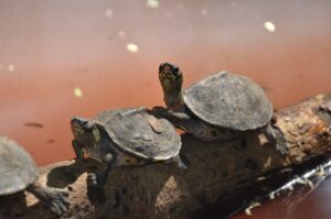 turtles on log